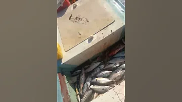 Maajabu Ya Dunia Mafuriko Ya Samaki 