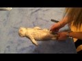 котенок спит без задних ног