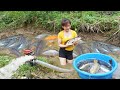 Drain the puddle and catch many fish goes to market sell  cooking fish  my bushcraft  nht