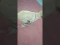 play dogs Rocky and Nila #trending #shots