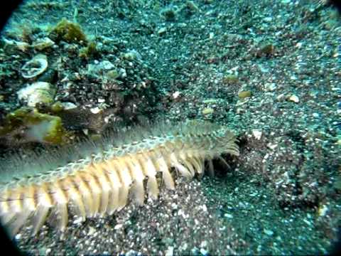 超キモス 海のゲジゲジ 謎の生物 Youtube 超キモス 海のゲジゲジ 謎の生物 Youtube