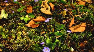 Allahu nasheed - islam Music - Heart touching - beatiful Allah Music screenshot 3