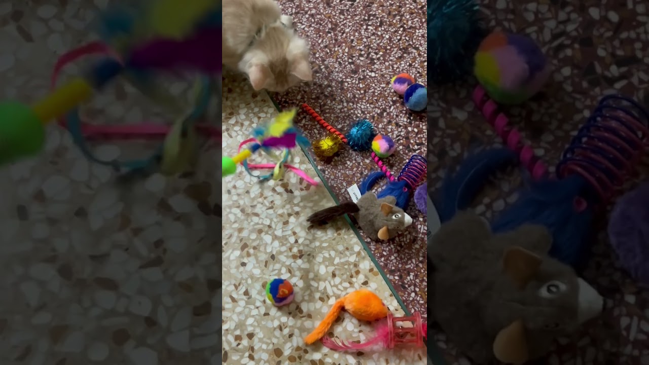 Cat pet #funnyshorts #funnyclip #fun #cat #ecovoyagebd