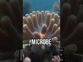 Discover the tech saving our reefs! #CoralReef #Innovation #MarineTech