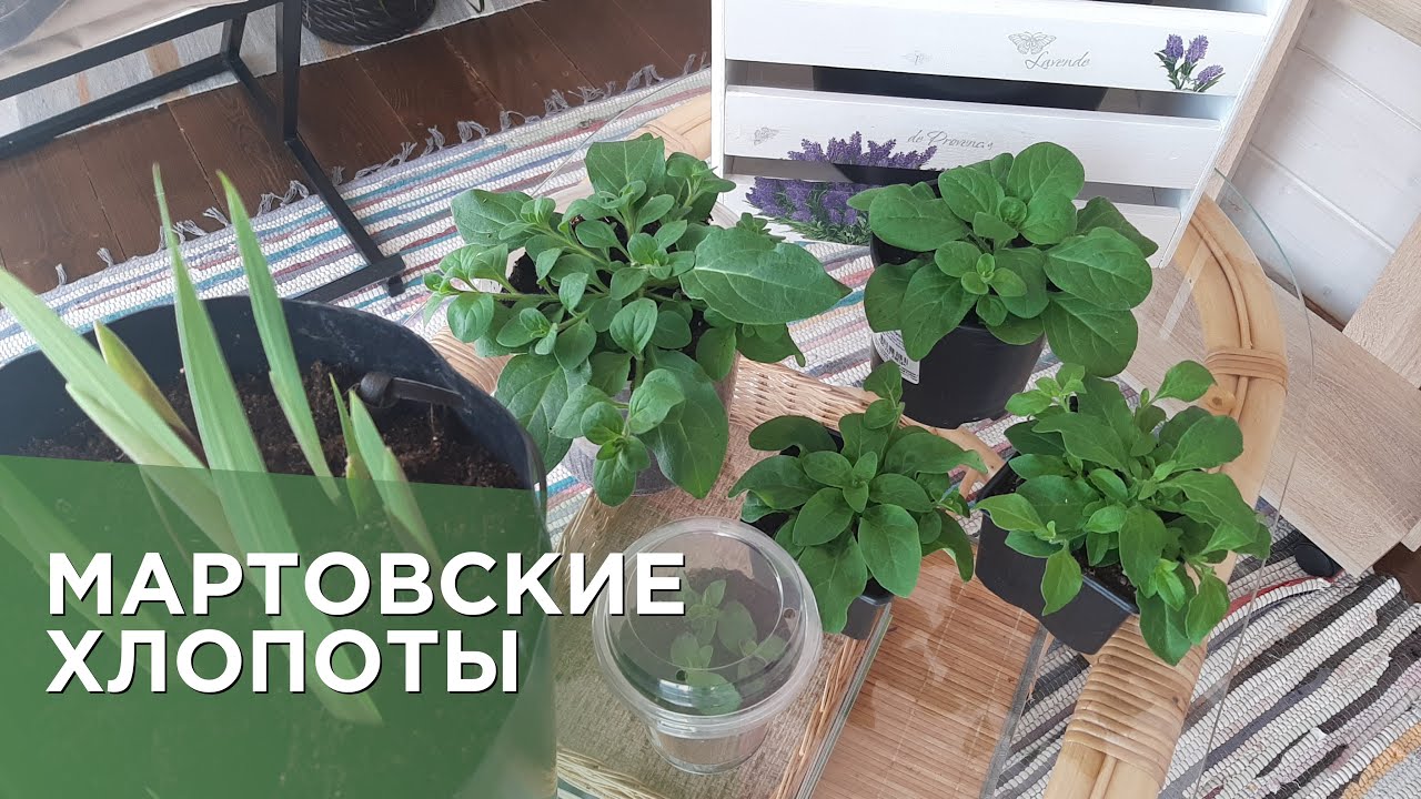 Черенкование петунии, подсыпка грунта высаженным в контейнеры ...