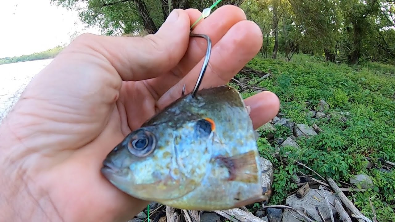 Drop Shotting The Snags For Catfish, Mississippi River 