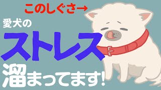 ストレスを抱えた犬が見せる10のしぐさ