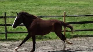 Yearling Draft X Thoroughbred Cross