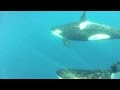 orcas CA51s underwater Jan 6 2015