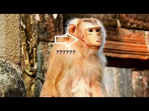 monkey life location OMG!!! Plz look at Ashley's face, What happen to ashley