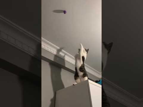 چی دید اون بالا که اینجوری پرپر شد       