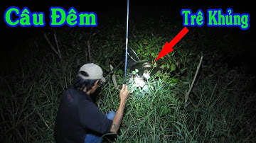 Câu Cá Cần Tay , Câu Đêm Săn Cá Trê Khủng