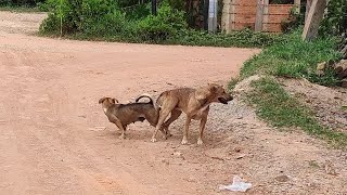 Troop of Indian Pariah happy meet  2 by Kh Animal-lover 1,065,758 views 2 years ago 1 minute, 19 seconds