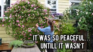 I Spent the Morning Deadheading Roses - It Was Peaceful, Until THIS Happened