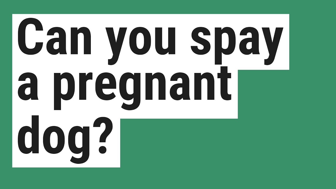 Can A Spayed Dog Get Pregnant?
