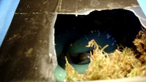 Aru-type Green Tree Python laying her first clutch of eggs