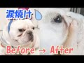 涙焼けを改善させたのは激安のコレでした【フレンチブルドッグ frenchbulldog】