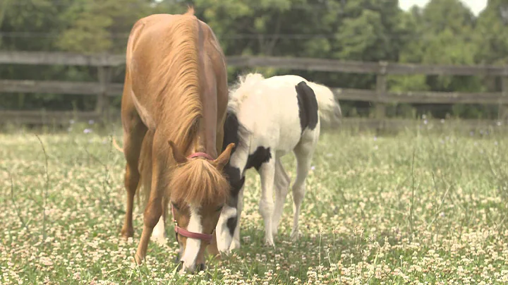 Foal named 'Miss Virginia Tech' in thanks for vete...