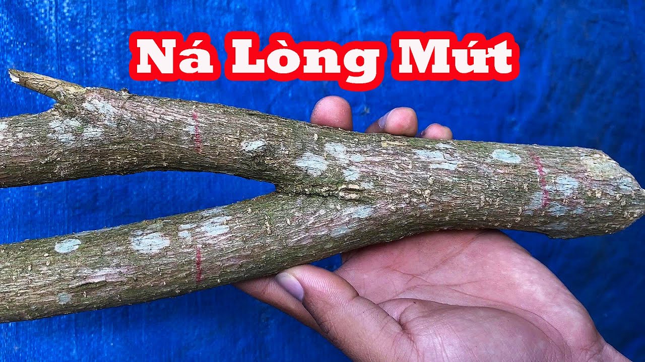 Cây Lòng Mứt Phôi Ná Đẹp Dáng Ná Đẹp, Làm Ná Cao Su Có Được Đẹp Không- Làm NÁ CAO SU Lòng Mứt