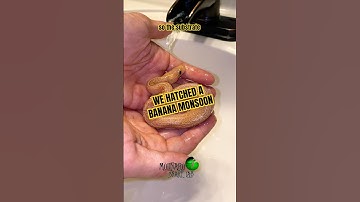 We hatched a banana monsoon! #molinarosnakelab #kearyMolinaro #excited #insane #babysnakes #shorts