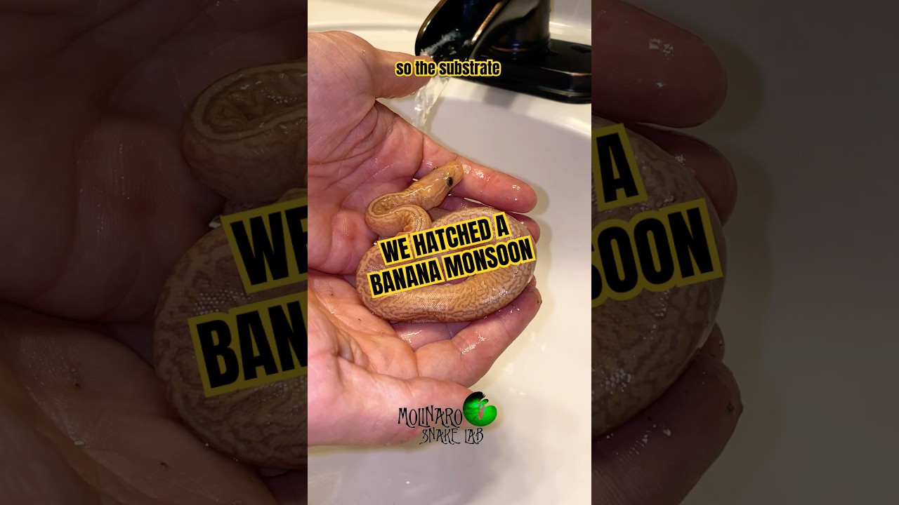 We hatched a banana monsoon! 