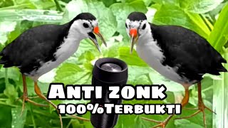 SUARA BURUNG RUAK-RUAK SUPER AMPUH TERBAIK SUARA JERNIH 5MENIT AUTO DATANG ‼️ BITDRAP 