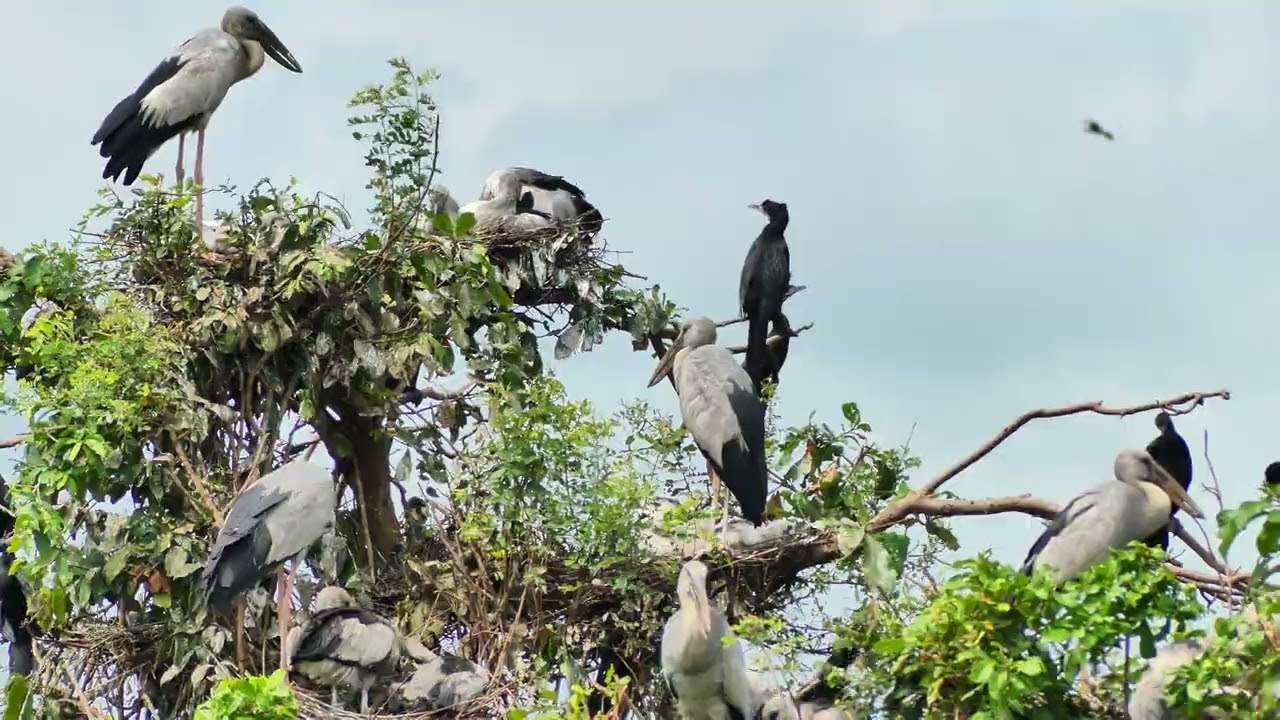 Documentary Of Geography Unlocking ! the Mystery of Avian Sanctuary's Tree Visitors  EP116
