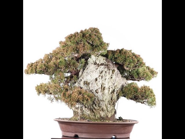スペシャルサービスオークション盆栽]真柏/根上り す*ん様