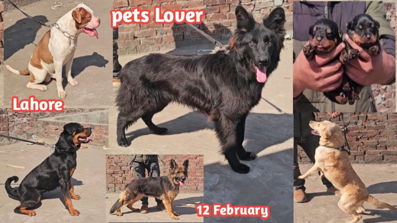 german shepherd | rottweiler | american pitbull | labrador | dog market lahore | dog mandi lahore 