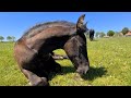 Johnny outside, foals in chill mode, some others are scary! | Friesian Horses