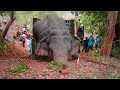 Elephant gets saved from hunters by wildlife team- Full Video