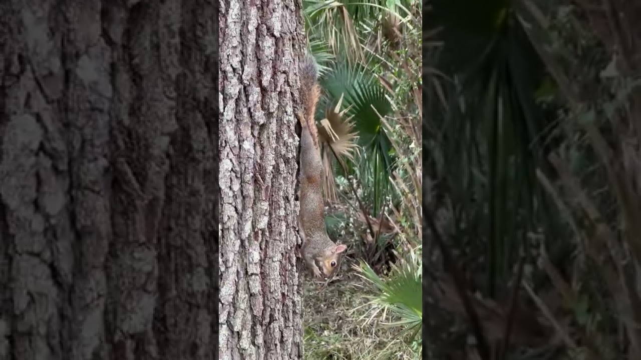 Squirrel having lunch 🥜🐿️