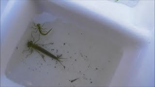 Water Bug Cenus