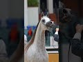 🔥 Title: Royal Arabian Horse Beauty | Elegant Riding Moment🐎✨#shortsfeed #shorts #shortvideo #horror