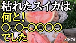 畑の片付けと収穫時期を逃した西瓜を食べてみました