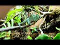 Bob the Orange Eye Parson’s chameleon eating a Dubia roach