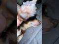 B dog mornings 💔🥰 #motivation #fypシ゚viral #dog #love #pets #peace #subscribe #likeandsubscribe