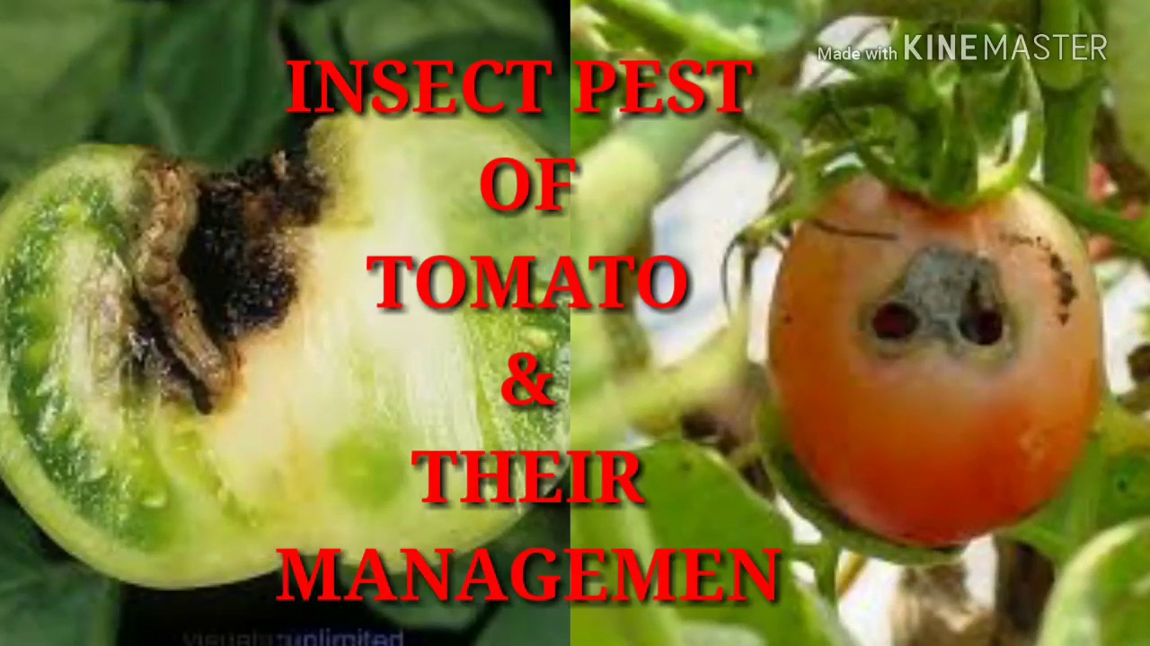 Major Insect Pest Of Tomato And Their Management YouTube Major Insect Pest Of Tomato And Their Management YouTube