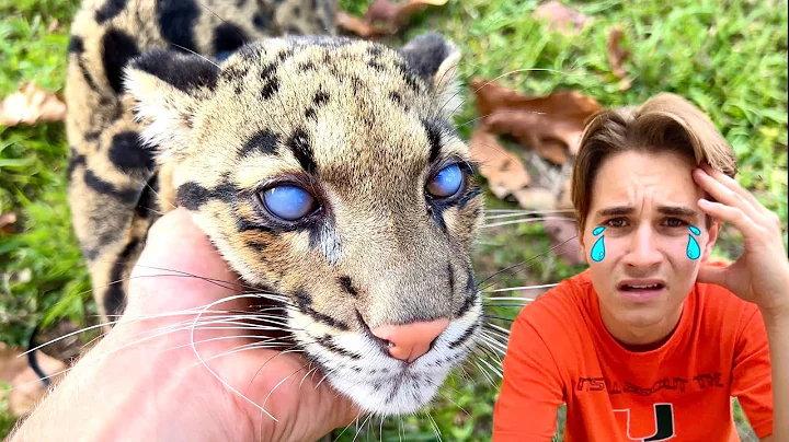 MY CAT IS GOING BLIND ! CAN WE SAVE HER?!