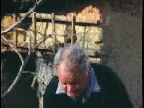 1991 남양 불가리스