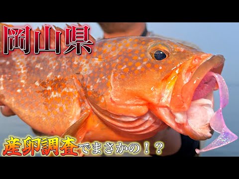 [Eastern Okayama] Giant rockfish caught using the Dragon Screw swimming technique at this time of...