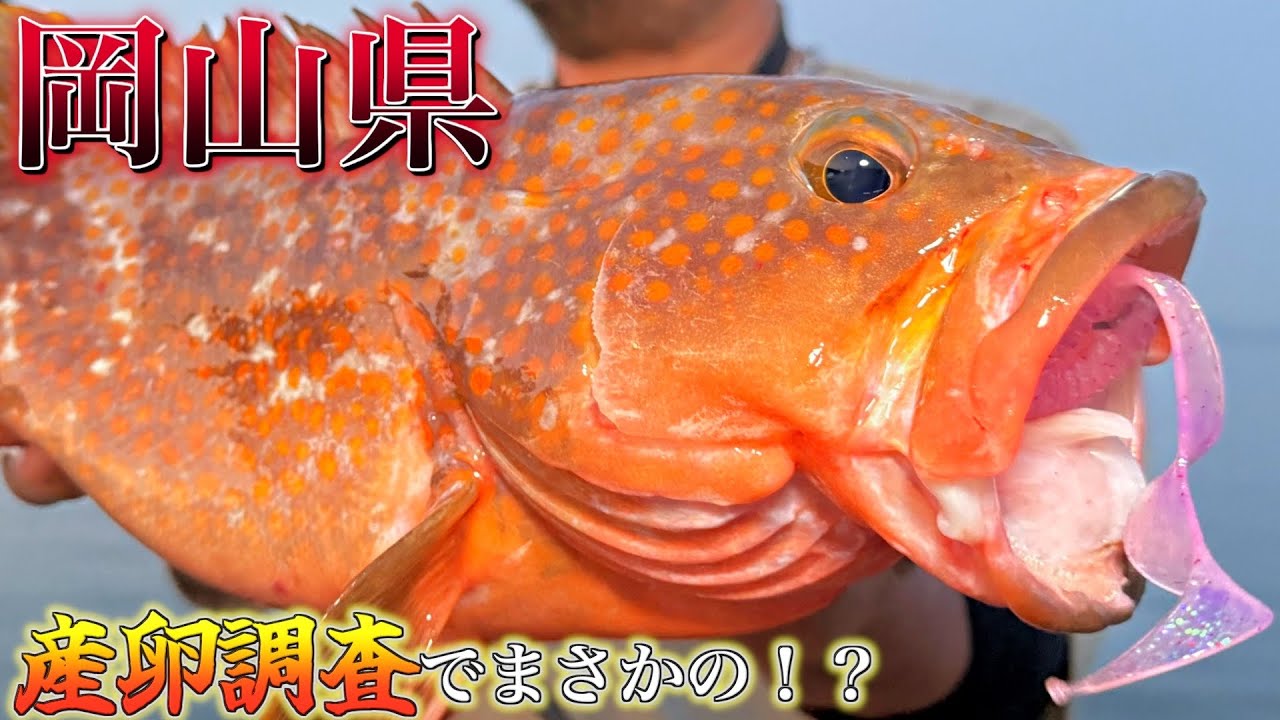 Eastern Okayama] Giant rockfish caught using the Dragon Screw
