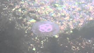 mauve jellyfish in Scottish waters