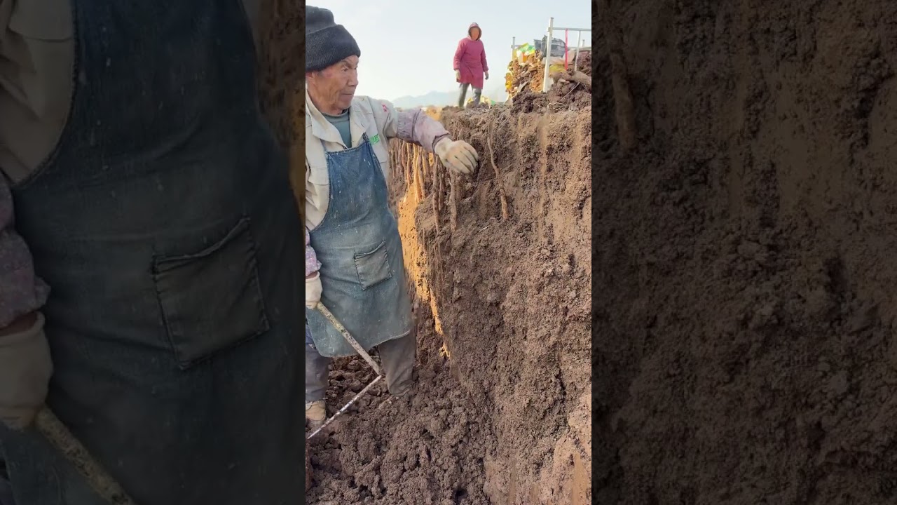 Since how long   for many generations