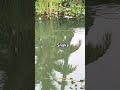 Snake in Action 🔥 #adventure #fish