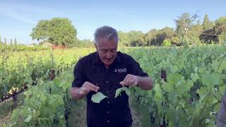 Wine Vault Bistro & Bokisch