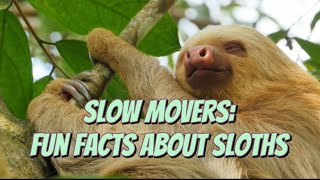 THE SLOW MOVERS