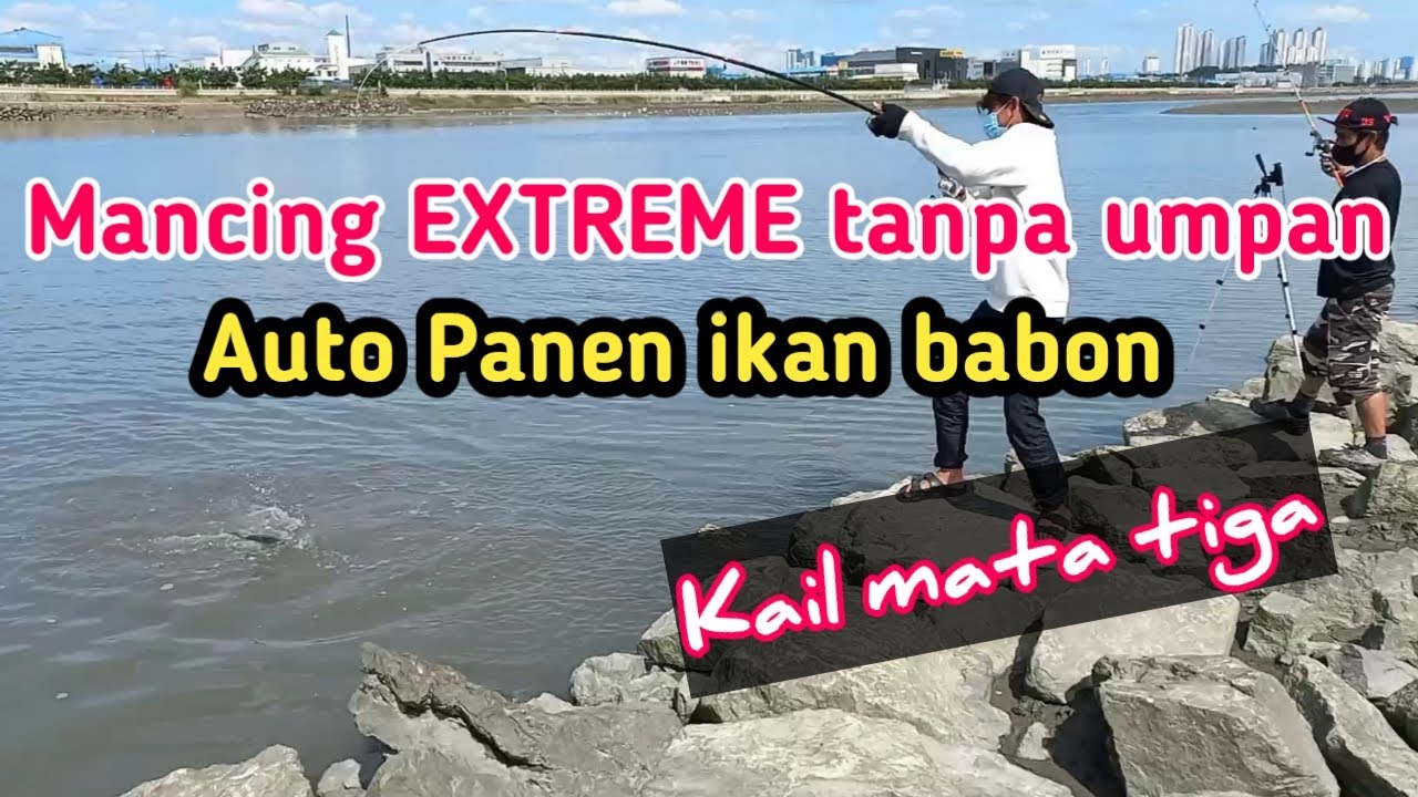 mancing ikan tanpa umpan mancing extrime pakai kail mata tiga auto panen ikan babon