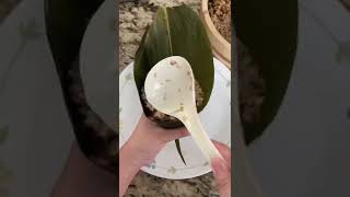 How to wrap a Chinese glutinous rice dumpling (zongzi)