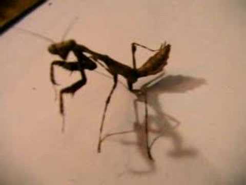 Malayan Deadleaf Mantis
